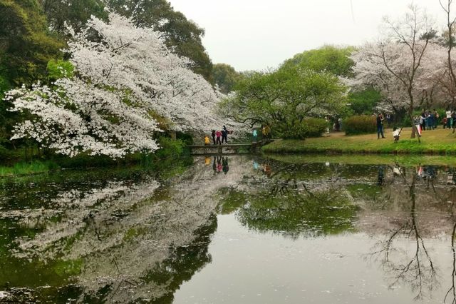 鼋頭渚嘅櫻花，浪漫咗芳華