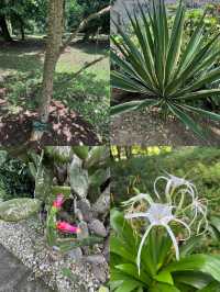 闖進綠野仙蹤！探秘茂物植物園