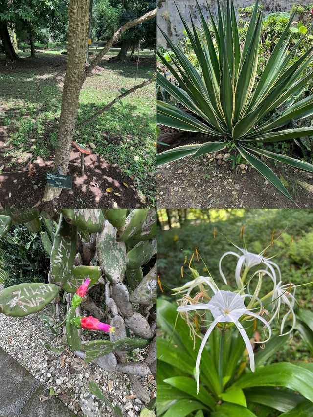 闖進綠野仙蹤！探秘茂物植物園