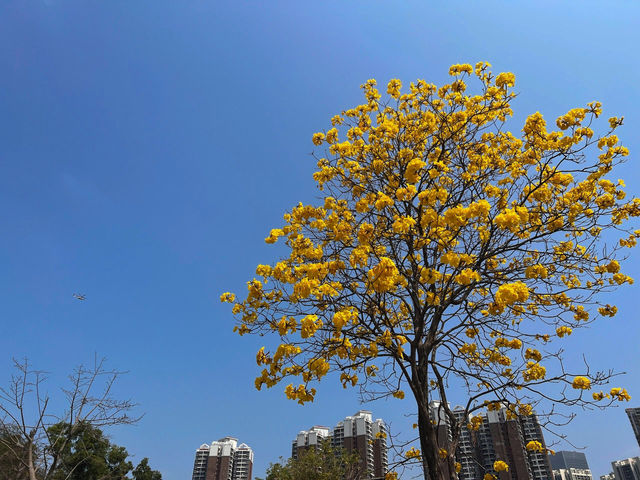 🌳深圳西麗生態公園，心之嚮往