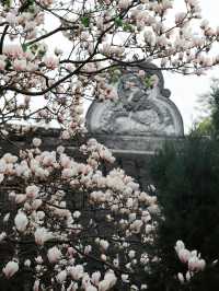 成都這家寺廟藏著玉蘭花的春天