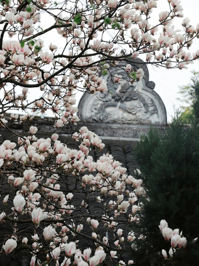 成都這家寺廟藏著玉蘭花的春天