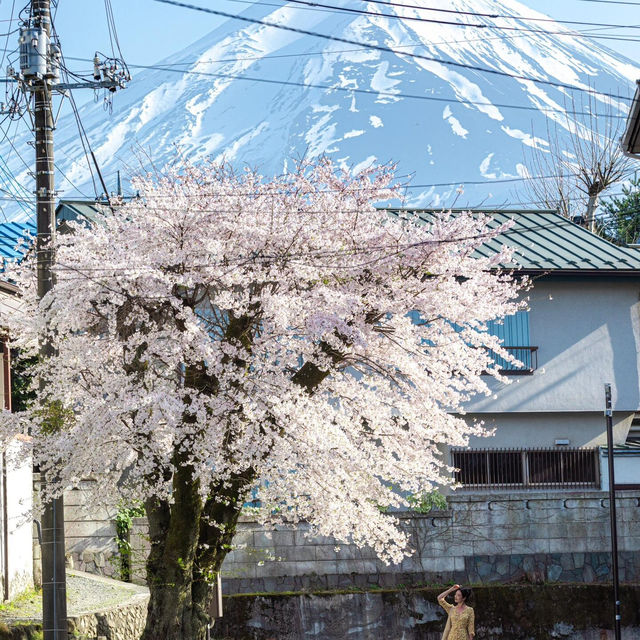 留一個春天給櫻花富士山🌸 真的美瘋