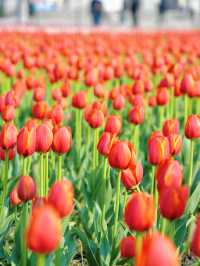 墜入花海！這個免費公園的含金量持續上升