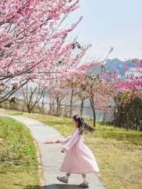沒見過櫻花海的春天是不完整的～