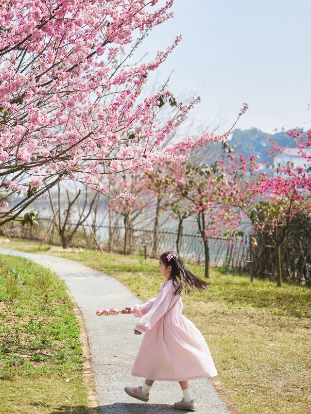 沒見過櫻花海的春天是不完整的～