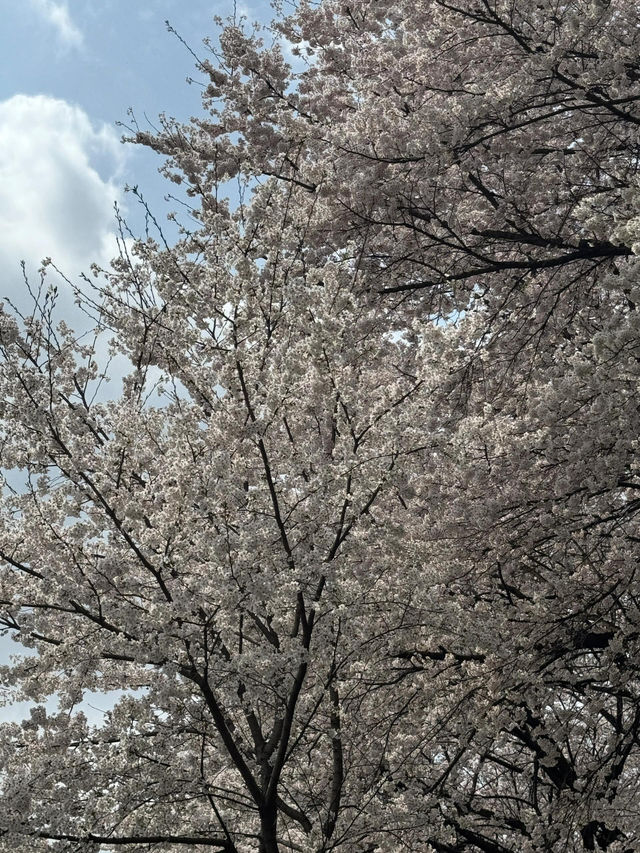 🌸首爾賞櫻秘境 | 良才川步道