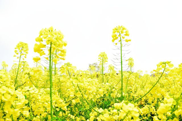 成都｜農博園七彩油菜花田