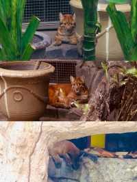 胡志明西貢動物園及其周邊
