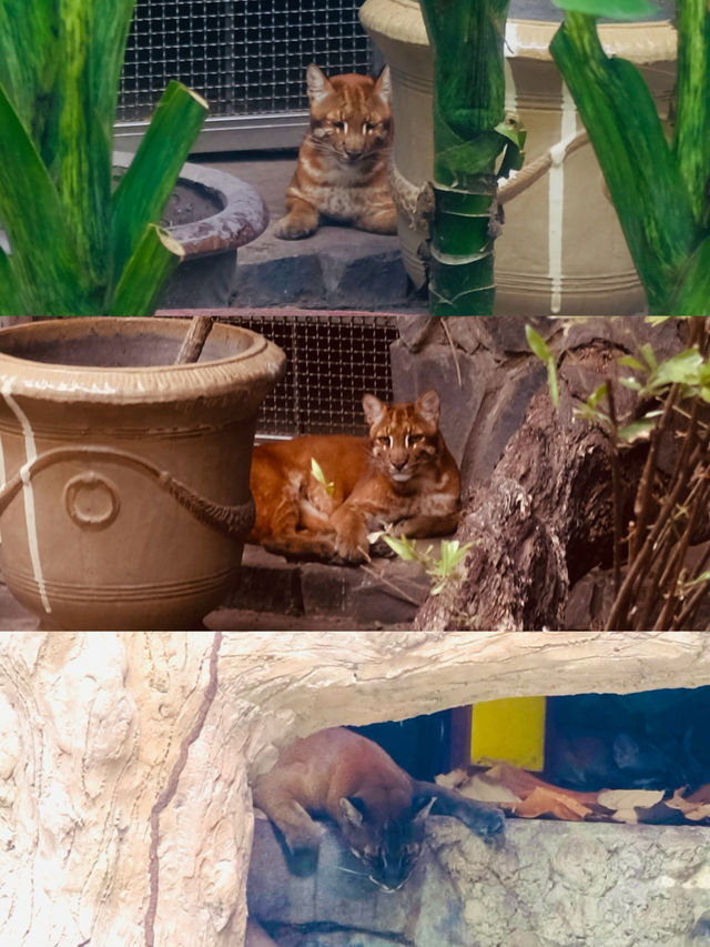 胡志明西貢動物園及其周邊