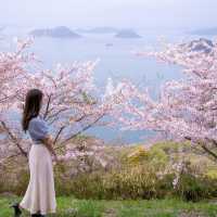 日本櫻花盛開啦！隨手一拍都是人生美照🌸