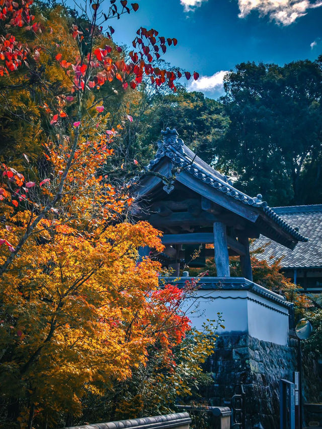 太宰府天滿宮，超級靈氣的學霸聖地✨