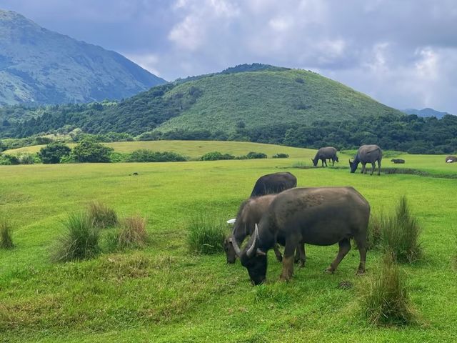 走進綠野仙蹤的陽明山國家公園