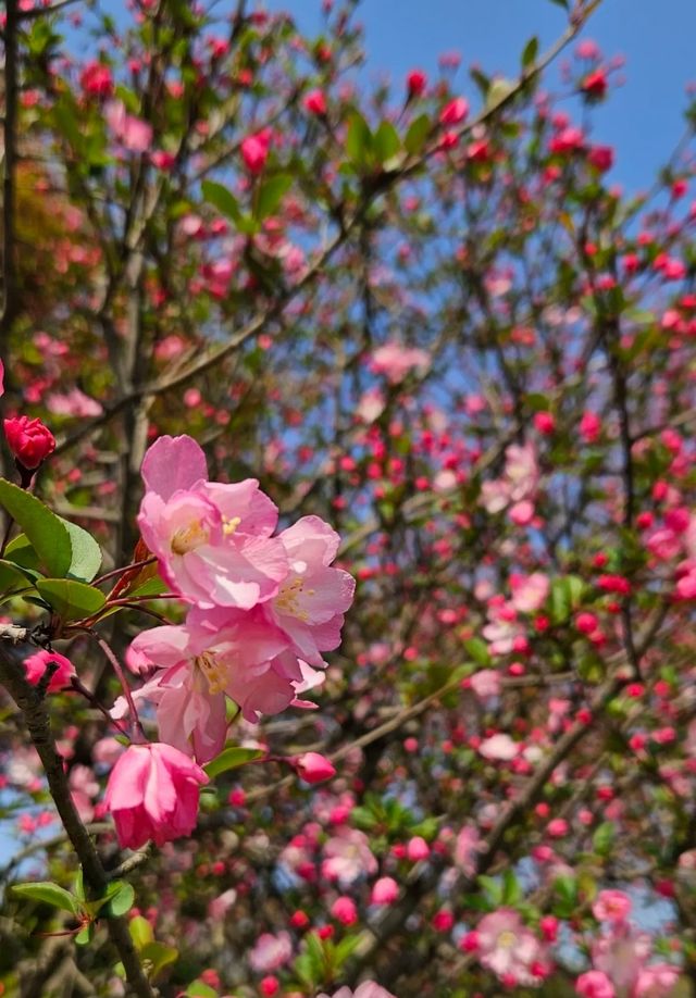 2025春日漫遊指南：上海辰山植物園「花海×美食」全維攻