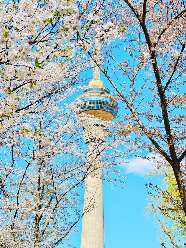 最美櫻花季｜唔使去東京，喺北京玉淵潭都有得睇