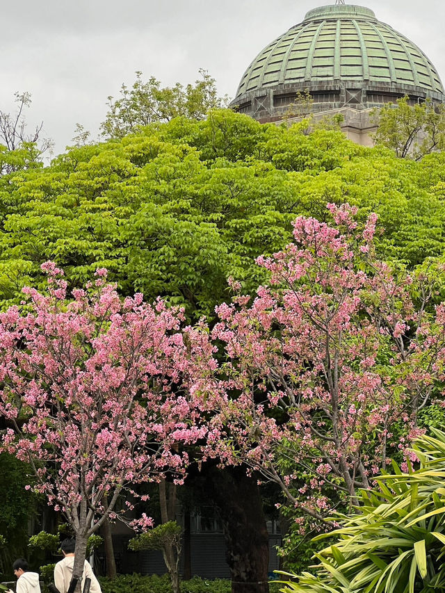 台北限定！烏雲下的浪漫櫻花盛景🌸