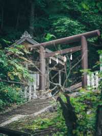 日本景點|絕美杉樹步道！神秘又瑰麗。