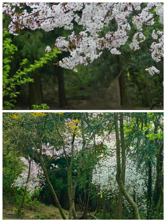 杏梅尖遠足邊走邊看風景獨美
