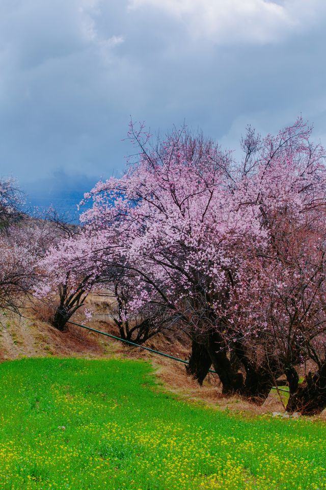 林芝桃花遊玩攻略，錯過又要等一年