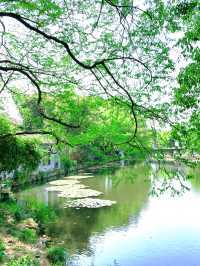 春日限定|杭州太子灣公園桃花觀賞攻略