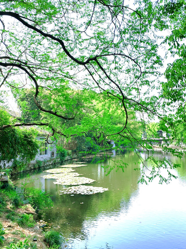春日限定|杭州太子灣公園桃花觀賞攻略
