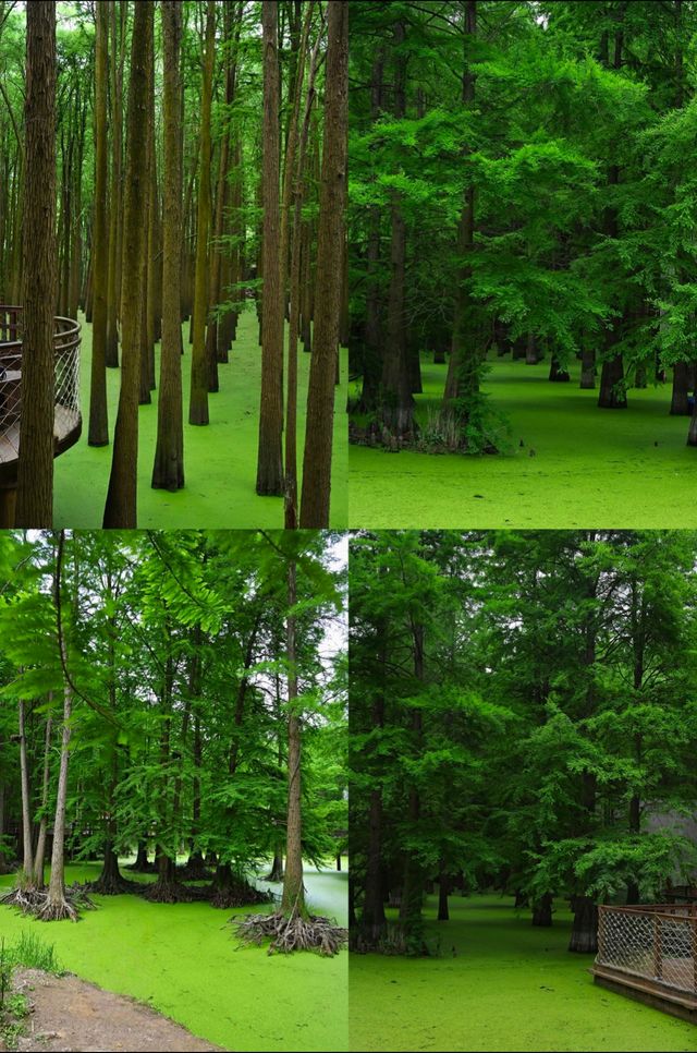 # 杭州青山湖水上森林旅遊攻略 | 森系大片與避坑指南
