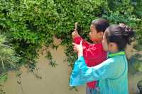 泰山腳下廣生泉公園木香花盛開