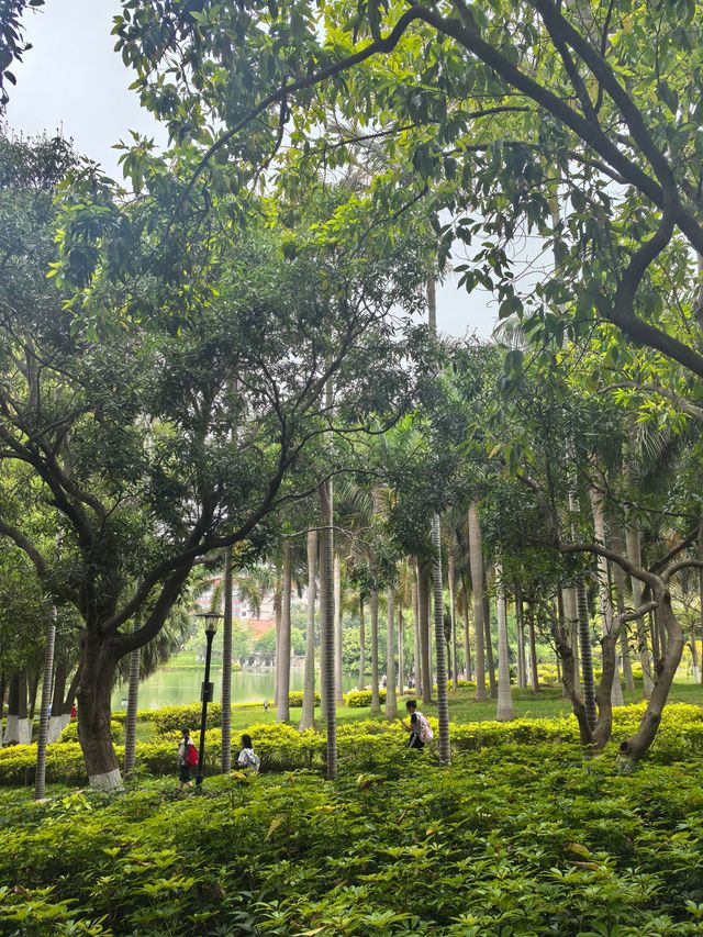 廈門大學！海邊療癒的讀書聖地！