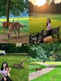 Wollaton Hall and Gardensand Deer Park in Nottingham 