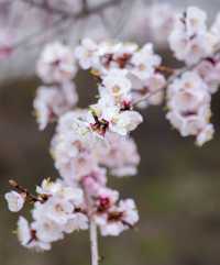 5月嘅佳木斯，追到咗東北第一場花海
