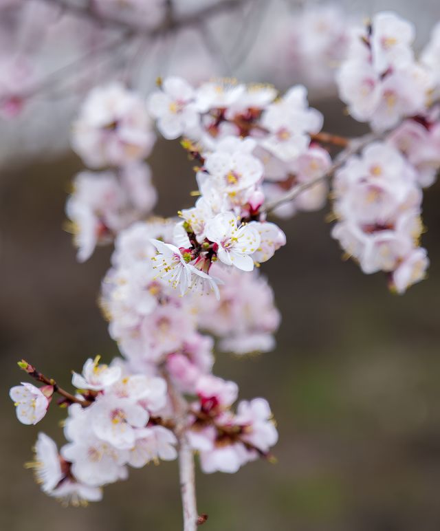 5月嘅佳木斯，追到咗東北第一場花海