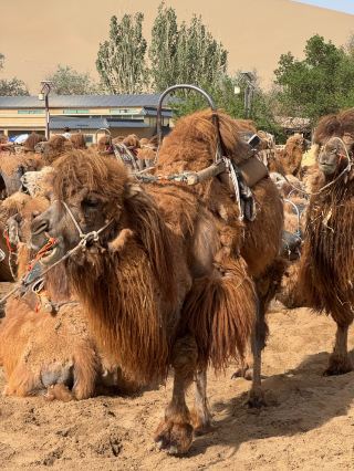 It may not be what you want to hear, but this is the reality of Dunhuang.