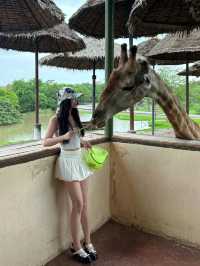 🦒Safari World｜曼谷野生動物園一日遊(ﾟoﾟ;;✨