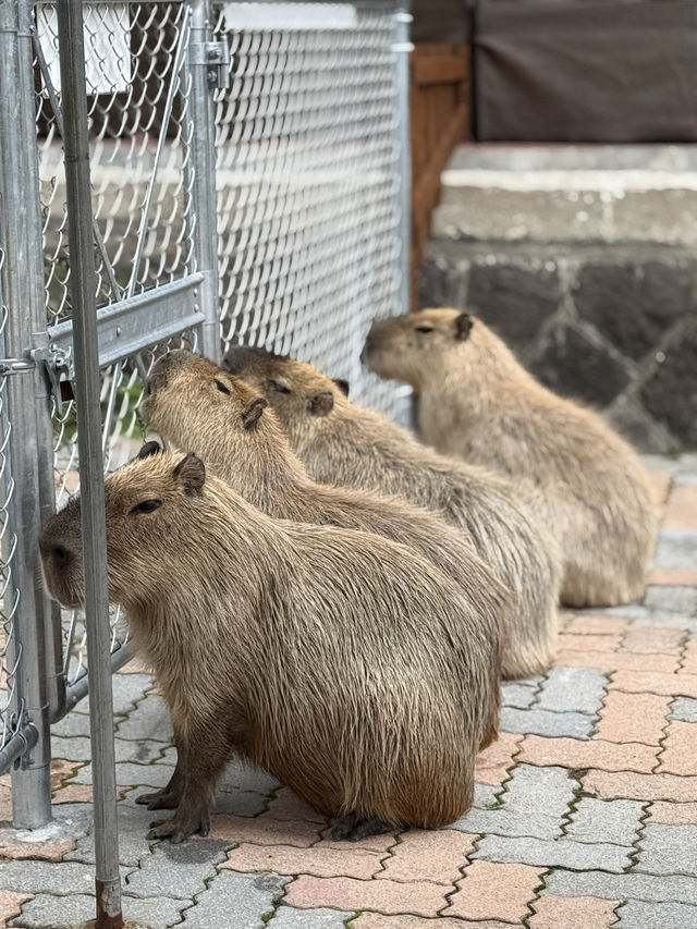 行程標題