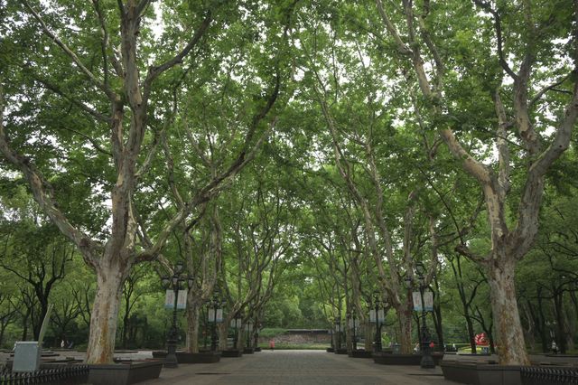 上海の魯迅公園で地元の方々の暮らしを感じて、緑いっぱい浴びてリラックス
