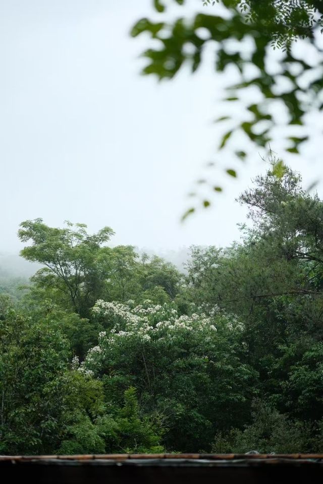 武夷山嘅美從不重複