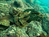 香港東心淇：邂逅小丑魚的浮潛奇遇