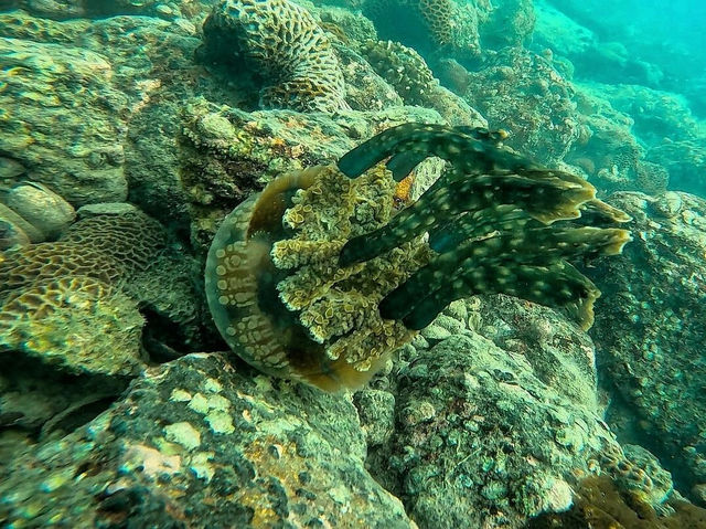 香港東心淇：邂逅小丑魚的浮潛奇遇
