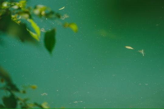 探秘長樂林場：穿越竹林秘境的自然奇遇