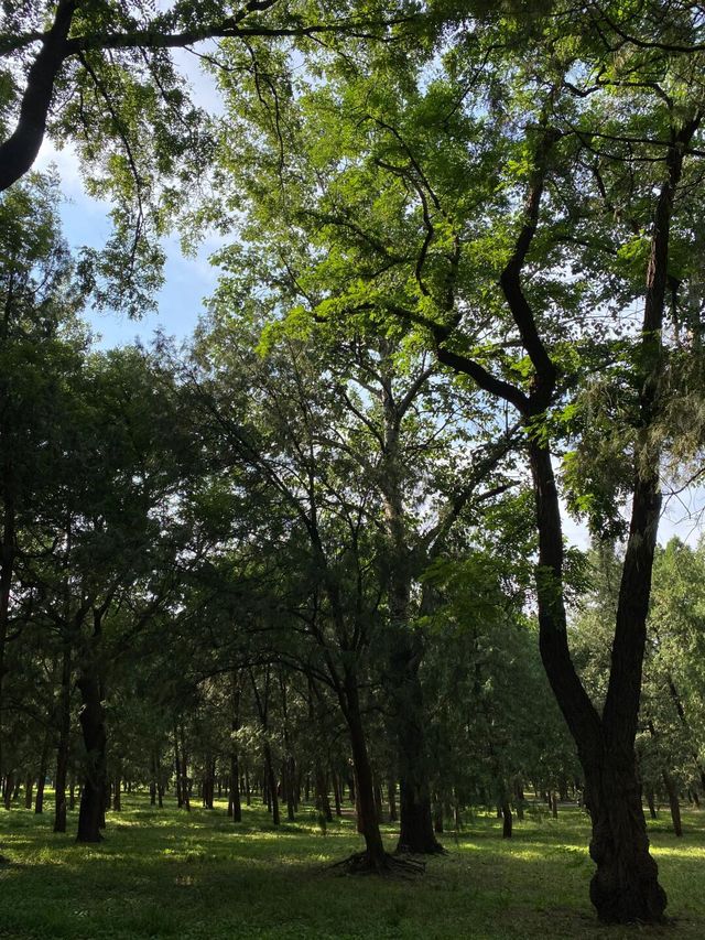 天壇晨光中的心靈治癒