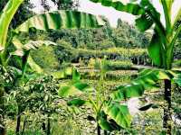 Wuhan Botanic Garden: Where Science, Conservation, and Botanical Splendor Converge