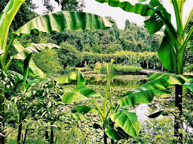 Wuhan Botanic Garden: Where Science, Conservation, and Botanical Splendor Converge