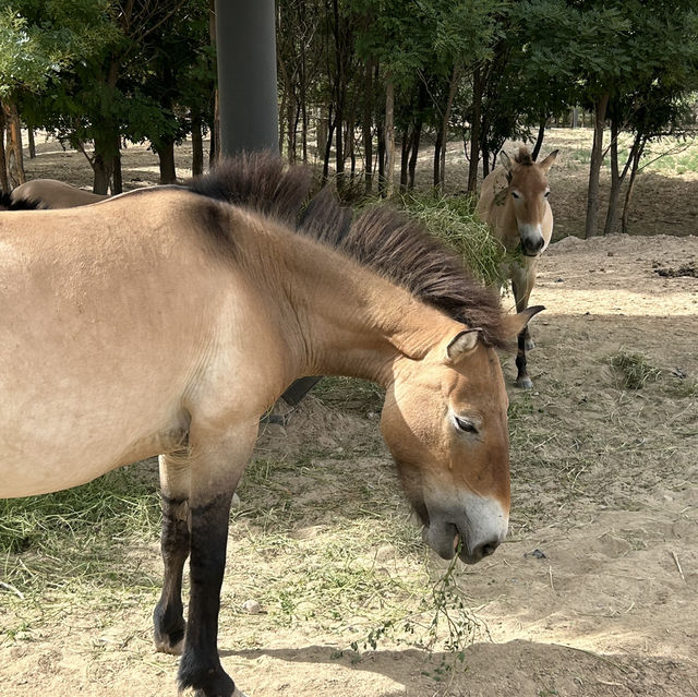 Shenzhou Desert Wildlife Zoo - 神州荒漠野生动物园!