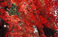 日本白馬村5天紅葉溫泉攻略