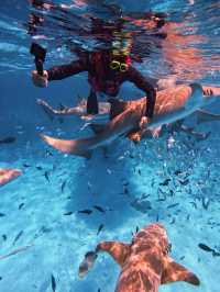 🌊 Snorkeling in Paradise: A Maldives Dream Come True! 🤿✨