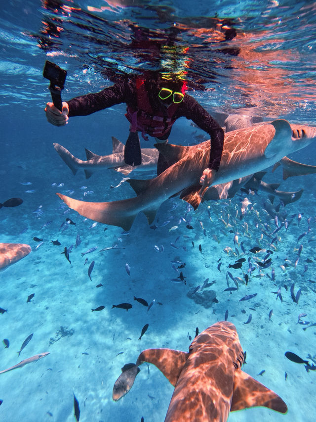 🌊 Snorkeling in Paradise: A Maldives Dream Come True! 🤿✨