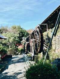 東京隱世名店！ひな鳥山炭火燒鳥流水送餐奇遇記】**  