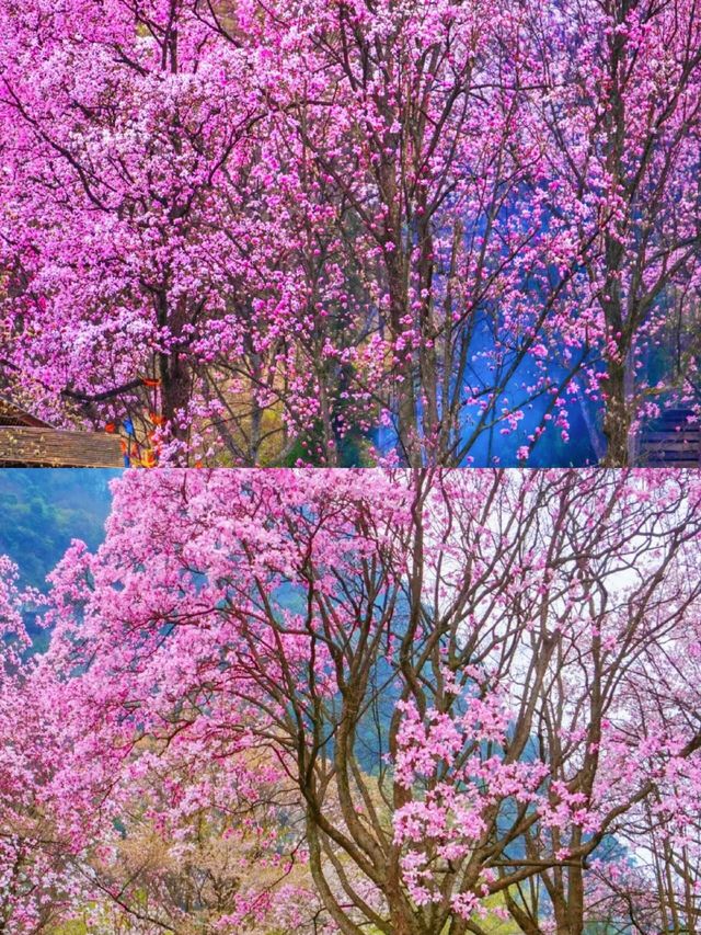 《絕壁棧道攀雲端！21℃森林徒步征服羌山》