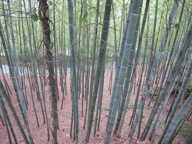 千島湖