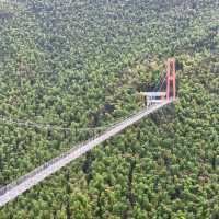 This is the Legendary Bamboo Forest of Crouching Tiger